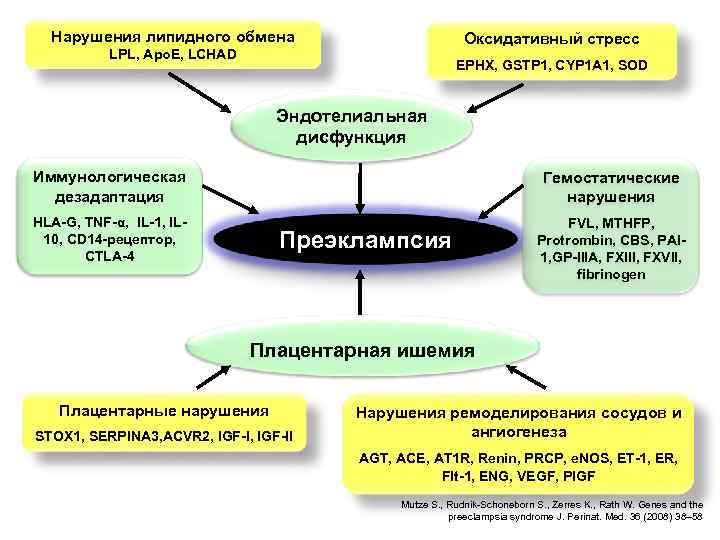 Нарушения липидного обмена Оксидативный стресс LPL, Apo. E, LCHAD EPHX, GSTP 1, CYP 1