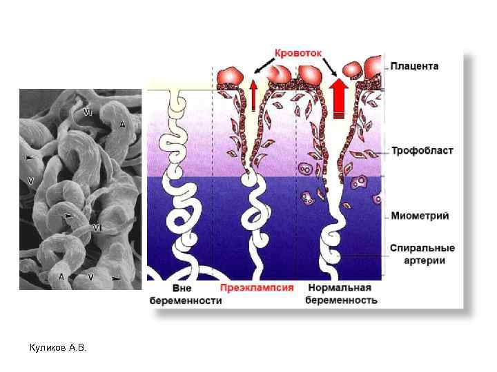 Куликов А. В. 