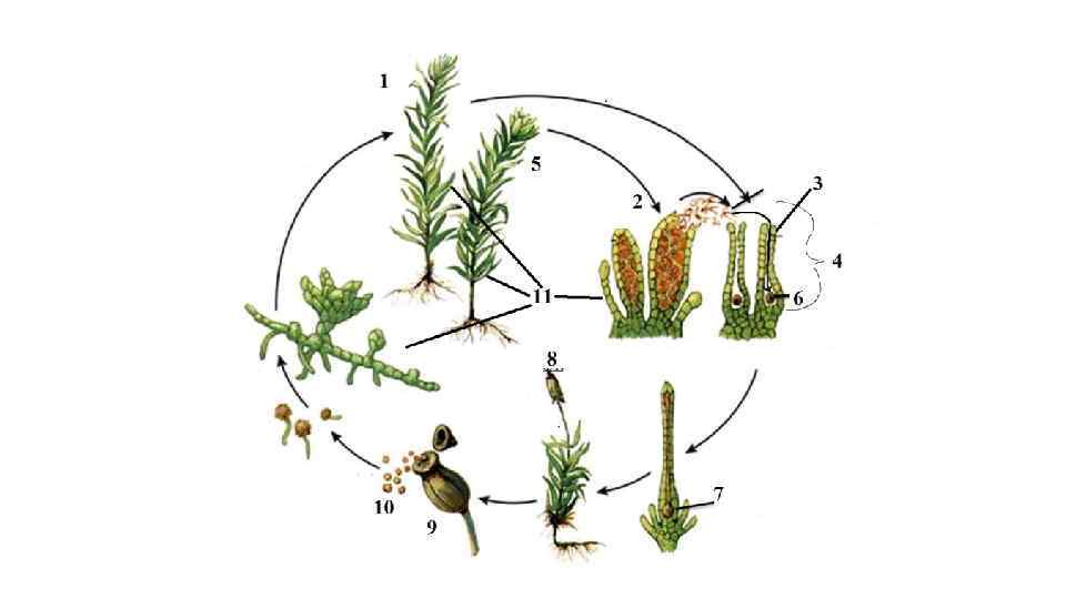 Схема развития мхов и папоротников 6 класс