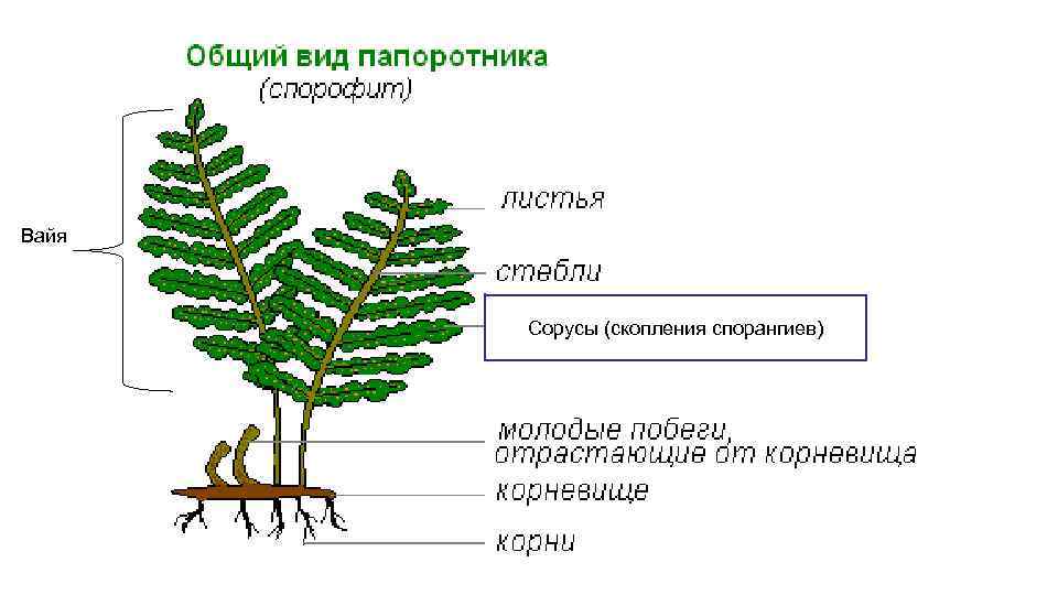 Папоротниковидные сорусы вайи и схема