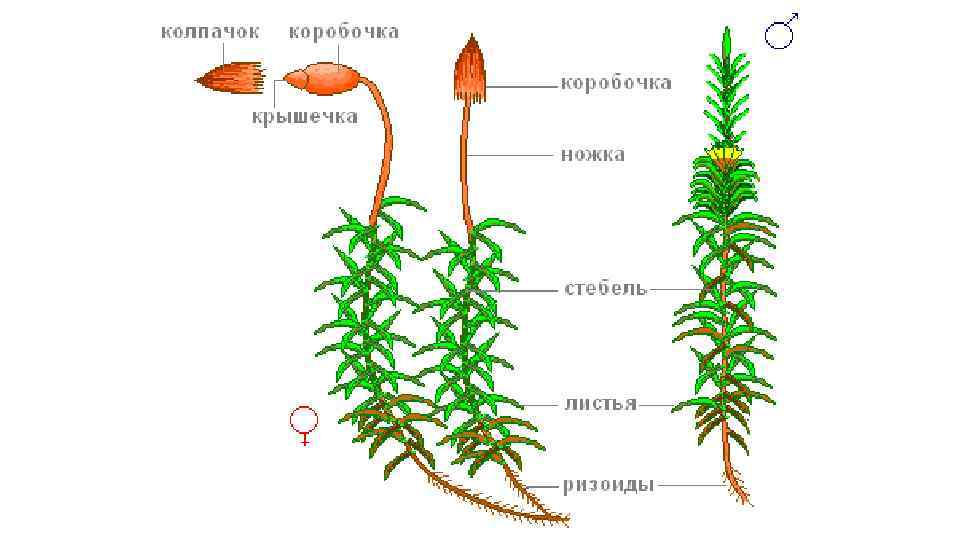 Размножение мхов схема