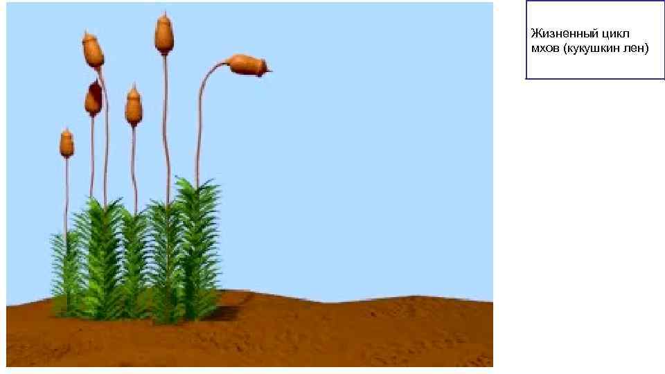 Жизненный цикл мхов (кукушкин лен) 