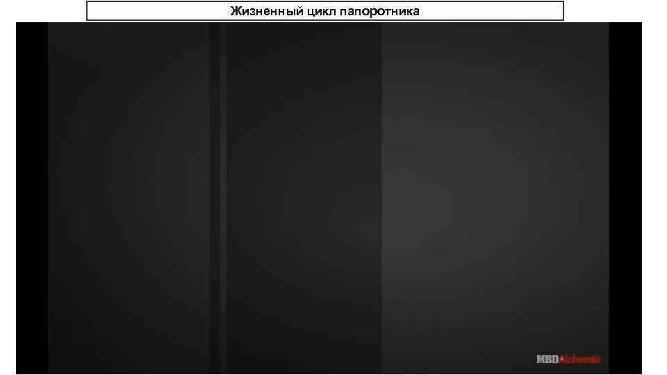 Жизненный цикл папоротника . 