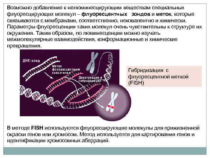 Перед вами схематическое изображение двухкомпонентной биологической системы лишайника