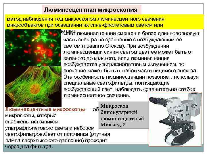 Люминесцентная микроскопия картинки