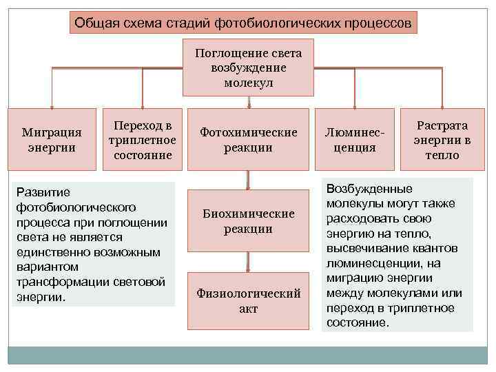 Изобразите в виде схемы стадии избирательного процесса