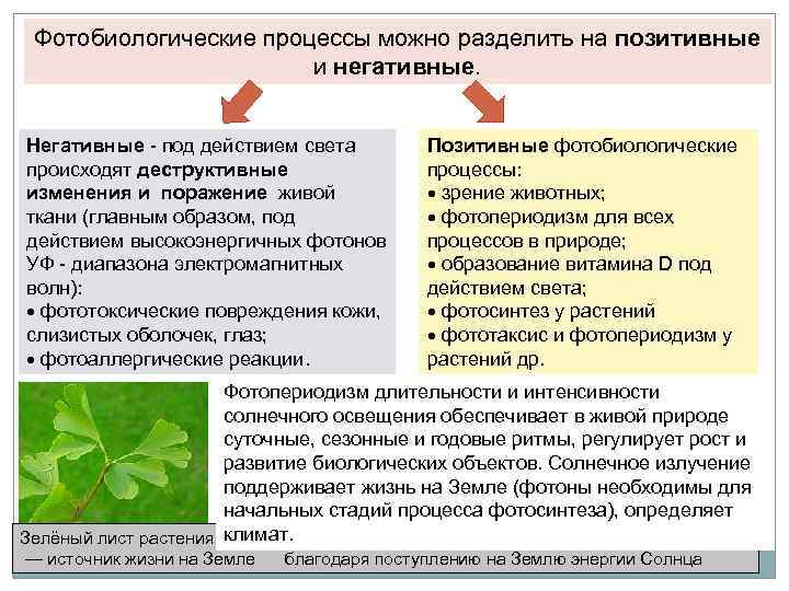 Положительный процесс. Фотобиологические процессы. Биологический процесс фото. Позитивные фотобиологические процессы. Основные фотобиологические процессы.