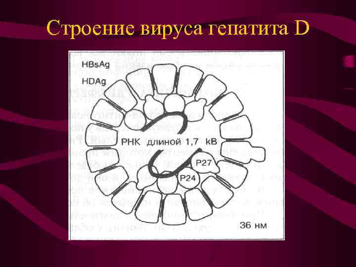 Строение вируса гепатита D 