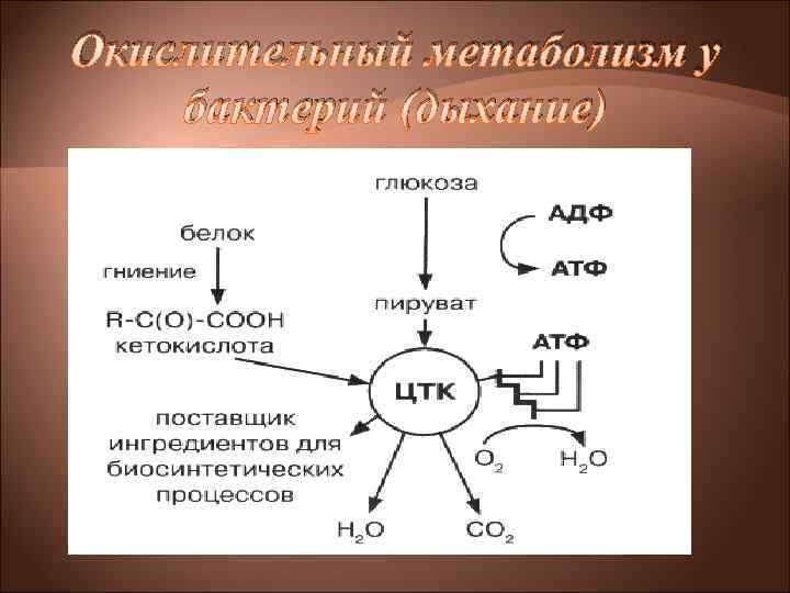 Окислительный метаболизм у бактерий (дыхание) 