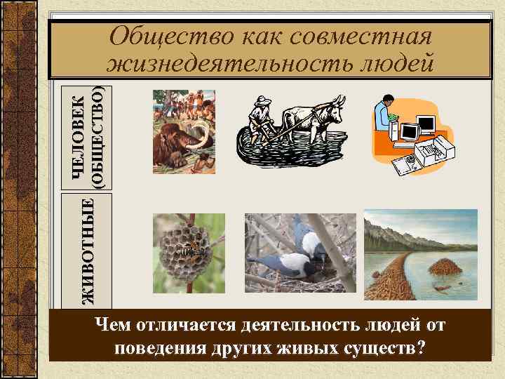 (ОБЩЕСТВО) ЖИВОТНЫЕ ЧЕЛОВЕК Общество как совместная жизнедеятельность людей Чем отличается деятельность людей от поведения