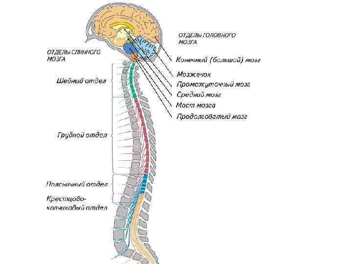 Расположение отделов спинного мозга. Центральная нервная система схема спинной мозг головной мозг. Отделы спинного мозга ЦНС анатомия. Спинной и головной мозг это отделы нервной системы. Анатомические структуры центрального отдела нервной системы:.