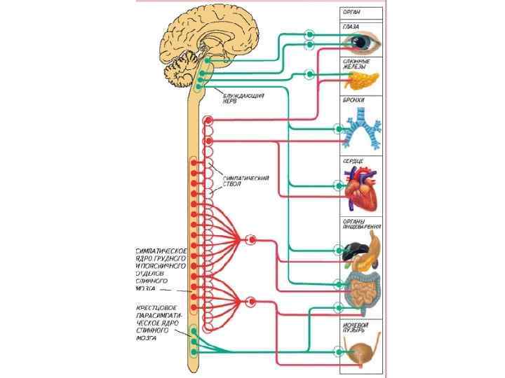 Биология 8 класс автономный отдел нервной системы. Автономный вегетативный отдел нервной системы 8 класс. Автономный вегетативный отдел нервной системы схема. Автономный вегетативный отдел нервной системы рисунок. Автономный отдел нервной системы схема.