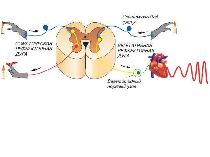 Заполните схему соматическая рефлекторная дуга