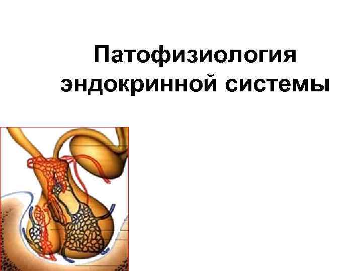 Патофизиология эндокринной системы 
