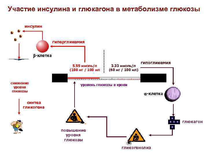 Участие инсулина и глюкагона в метаболизме глюкозы инсулин гипергликемия -клетка 5. 55 ммоль/л (100