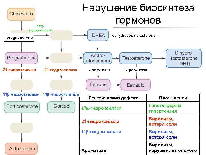 Нарушение биосинтеза Adrenal Cortex: Steroid Hormone гормонов 17 гидроксилаза dehydroepiandrosterone pregnenolone 21 -гидроксилаза Production