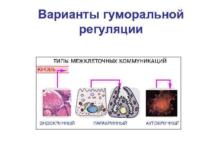 Варианты гуморальной регуляции 