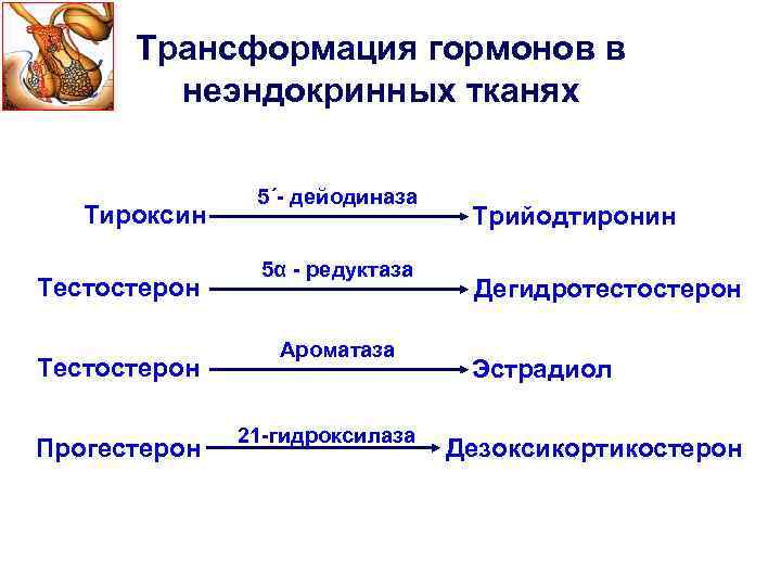 Трансформация гормонов в неэндокринных тканях Тироксин Тестостерон Прогестерон 5΄- дейодиназа 5α - редуктаза Ароматаза