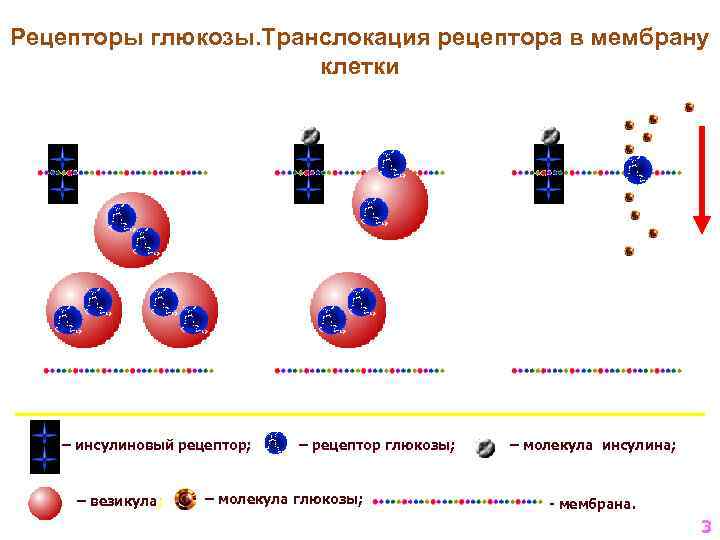 Рецепторы глюкозы. Транслокация рецептора в мембрану клетки – инсулиновый рецептор; – везикула; – рецептор