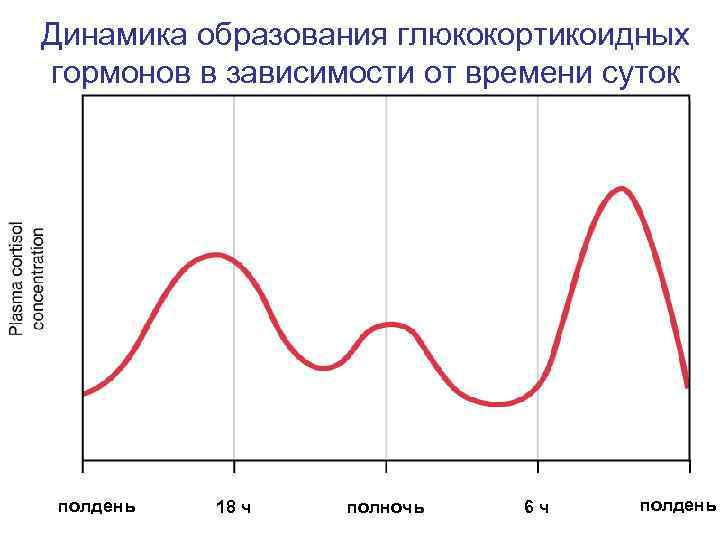 Динамика образования глюкокортикоидных гормонов в зависимости от времени суток полдень 18 ч полночь 6