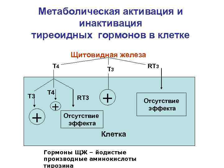 Метаболическая активация и инактивация тиреоидных гормонов в клетке Щитовидная железа Т 4 Т 3