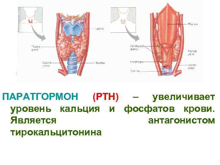 Эндокринная система гуморальная регуляция презентация