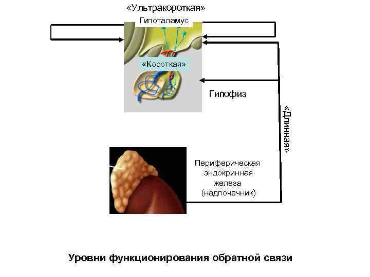  «Ультракороткая» Гипоталамус «Короткая» Гипофиз «Длинная» Периферическая эндокринная железа (надпочечник) Уровни функционирования обратной связи
