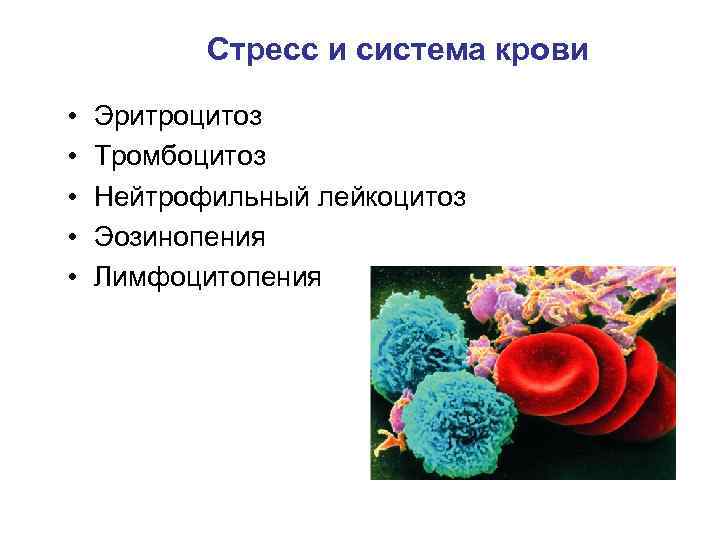 Стресс и система крови • • • Эритроцитоз Тромбоцитоз Нейтрофильный лейкоцитоз Эозинопения Лимфоцитопения 
