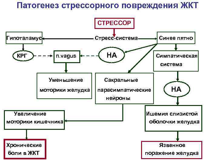 Патогенез стрессорного повреждения ЖКТ СТРЕССОР Гипоталамус КРГ Стресс-система n. vagus Синее пятно НА Симпатическая