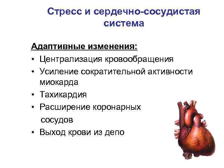 Стресс и сердечно-сосудистая система Адаптивные изменения: • Централизация кровообращения • Усиление сократительной активности миокарда