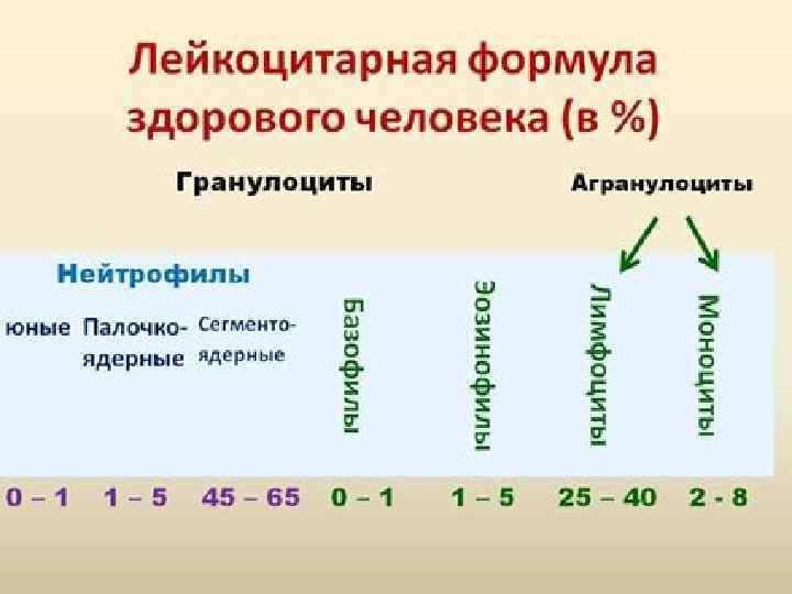 Лейкоцитарная формула и специализация лейкоцитов 