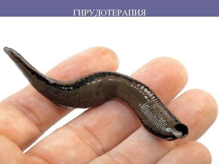 ГИРУДОТЕРАПИЯ • Нервные импульсы от дыхательного центра направляются к мотонейронам спинного мозга • По