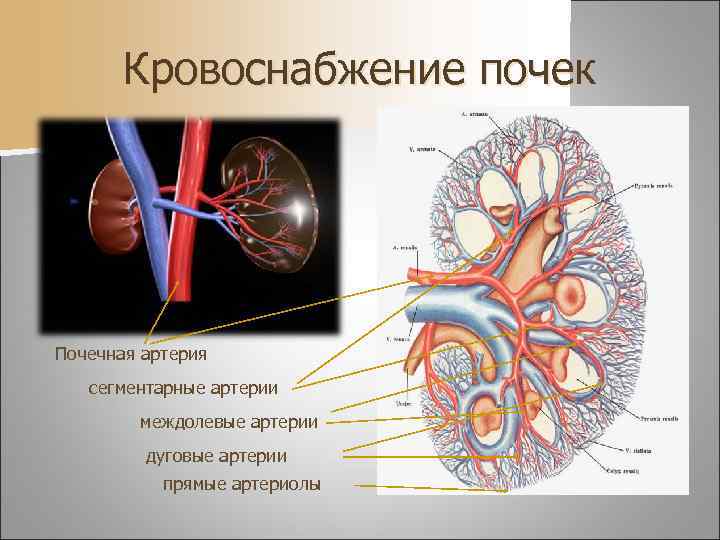 Кровоснабжение почек Почечная артерия сегментарные артерии междолевые артерии дуговые артерии прямые артериолы 