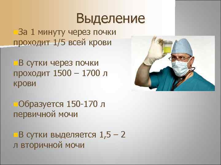 Выделение n. За 1 минуту через почки проходит 1/5 всей крови n. В сутки