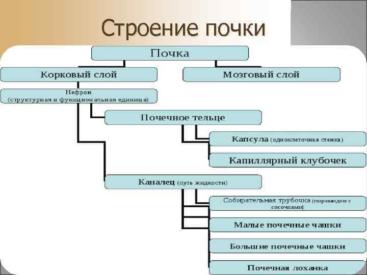 Строение почки 