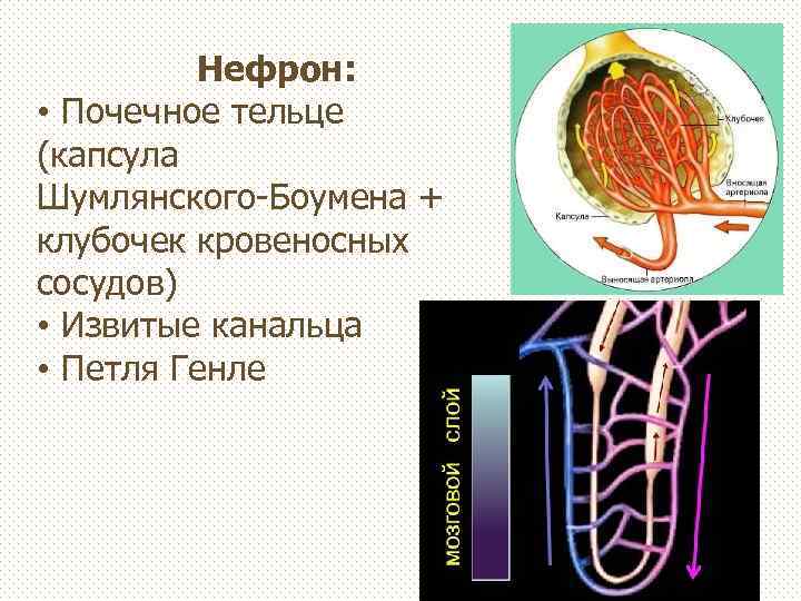 Нефрон: • Почечное тельце (капсула Шумлянского-Боумена + клубочек кровеносных сосудов) • Извитые канальца •