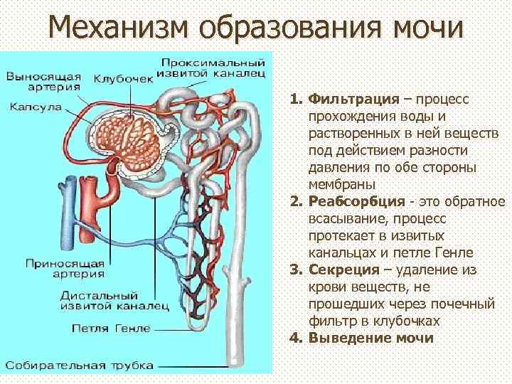 Механизм образования мочи 1. Фильтрация – процесс прохождения воды и растворенных в ней веществ