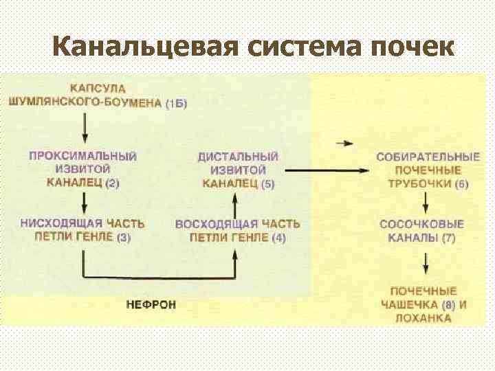 Канальцевая система почек 