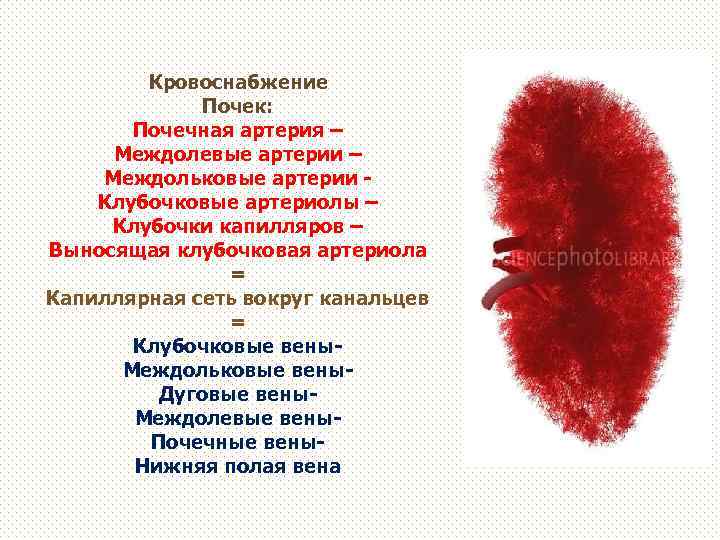 Кровоснабжение Почек: Почечная артерия – Междолевые артерии – Междольковые артерии Клубочковые артериолы – Клубочки