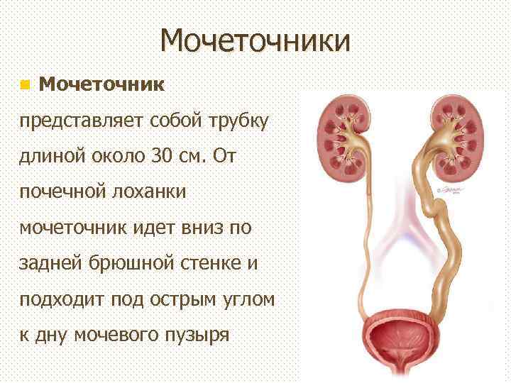 Мочеточники n Мочеточник представляет собой трубку длиной около 30 см. От почечной лоханки мочеточник