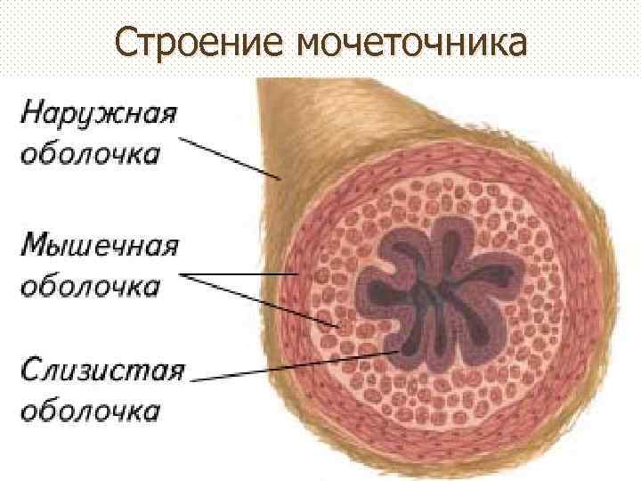 Строение мочеточника 