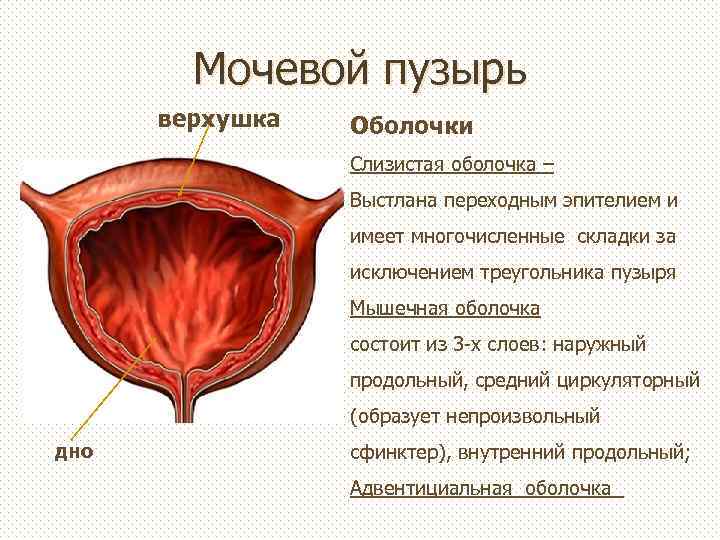 Мочевой пузырь верхушка Оболочки Слизистая оболочка – Выстлана переходным эпителием и имеет многочисленные складки