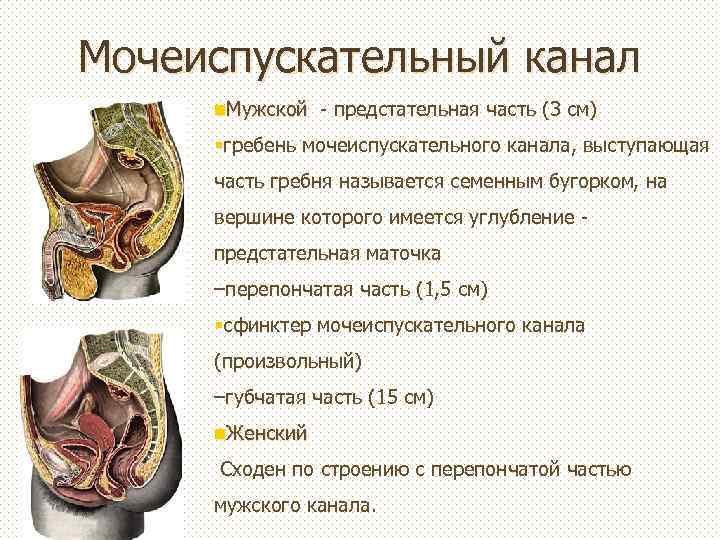 Мочеиспускательный канал n. Мужской - предстательная часть (3 см) §гребень мочеиспускательного канала, выступающая часть