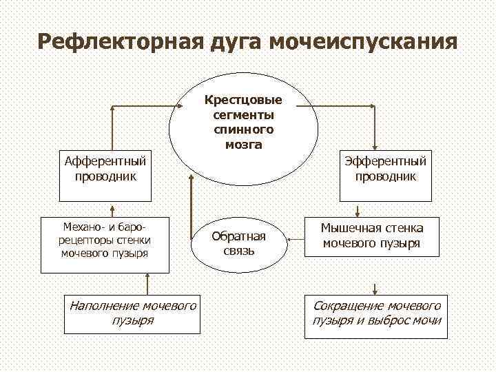 Рефлекторная дуга мочеиспускания Крестцовые сегменты спинного мозга Афферентный проводник Механо- и барорецепторы стенки мочевого