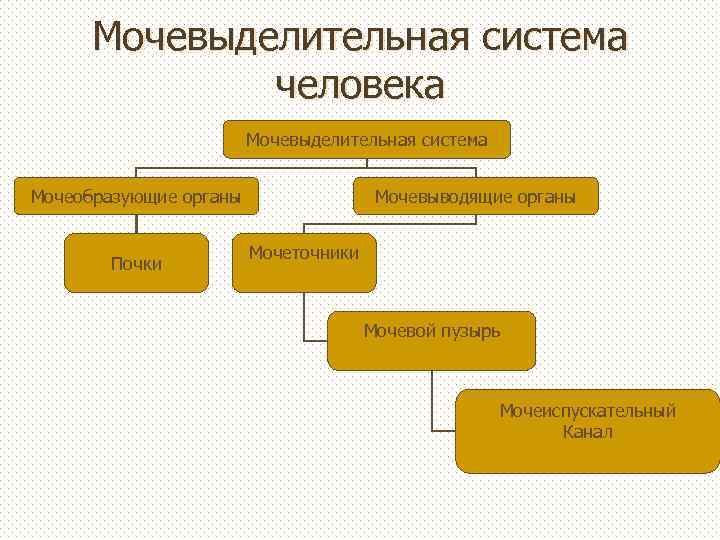 Мочевыделительная система человека Мочевыделительная система Мочеобразующие органы Почки Мочевыводящие органы Мочеточники Мочевой пузырь Мочеиспускательный