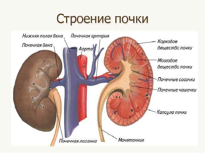 Строение почки 