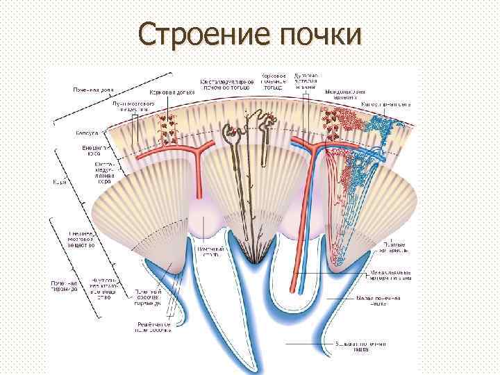 Строение почки 