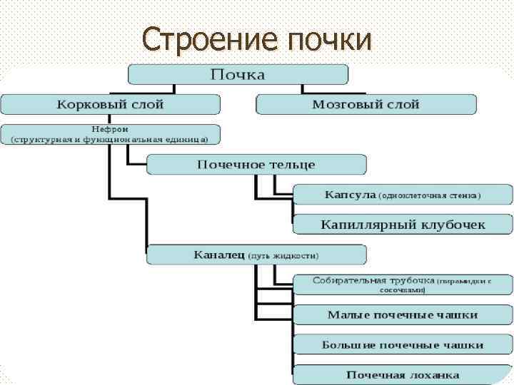 ВЫДЕЛЕНИЕ Строение и работа почек Выделениеn