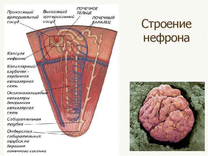 Строение нефрона 