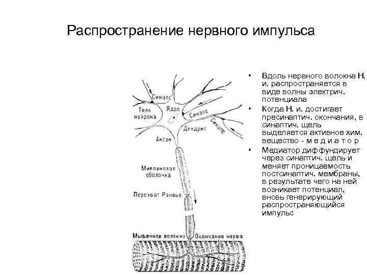 Распространение нервного импульса • • • Вдоль нервного волокна Н. и. распространяется в виде